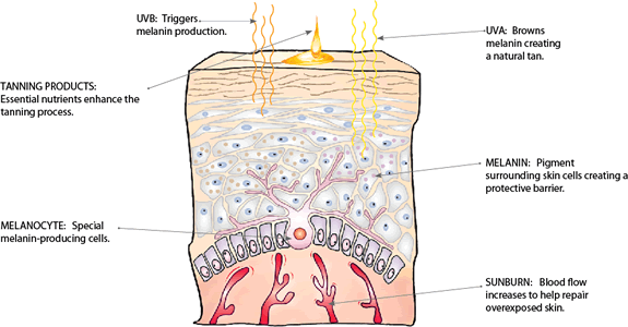 Smart Tan - How Your Skin Tans